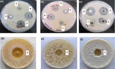 self-renewal test growth in soft agar|Long.